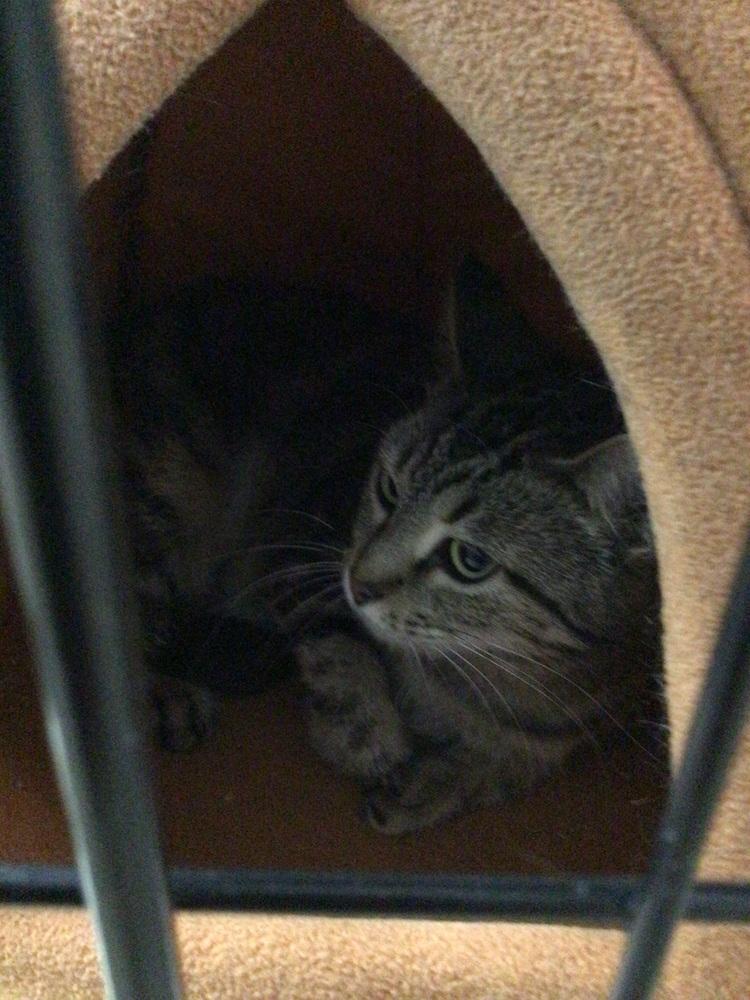 Enlarge Rosie, a Adoptable Domestic Short Hair in Logansport , IN image 1/1