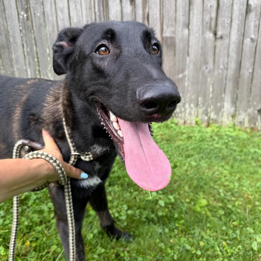 Preston, a ADOPTABLE Dutch Shepherd in Chester Springs, PA image 2/6
