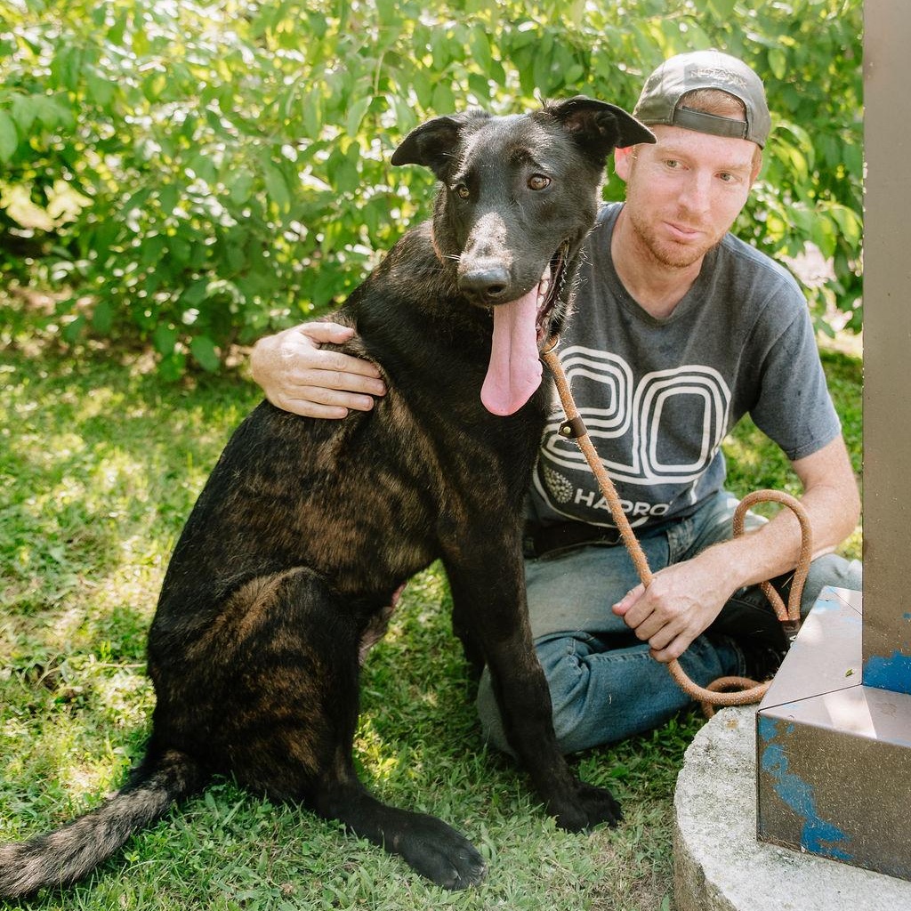 Preston, a ADOPTABLE Dutch Shepherd in Chester Springs, PA image 5/6