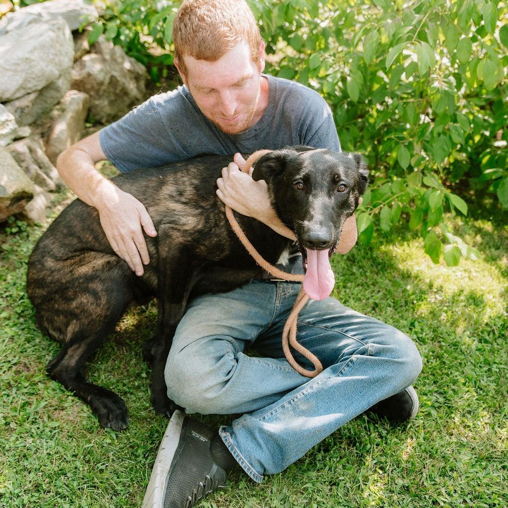 Preston, a ADOPTABLE Dutch Shepherd in Chester Springs, PA image 4/6