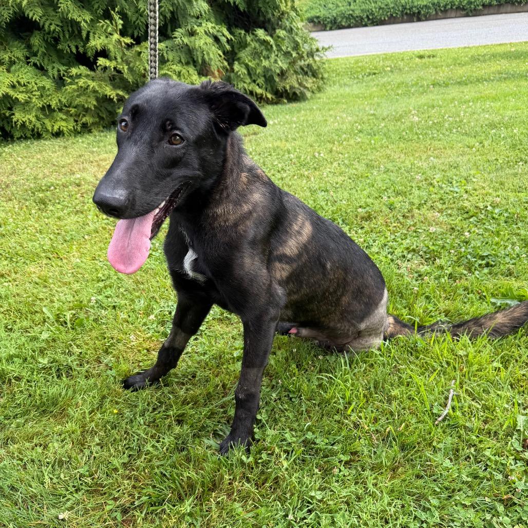 Preston, a ADOPTABLE Dutch Shepherd in Chester Springs, PA image 3/6