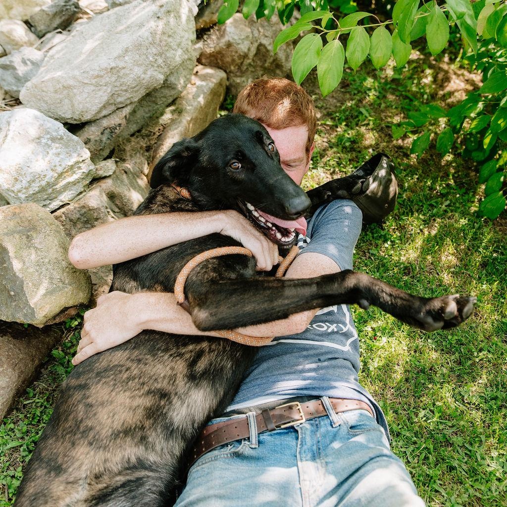 Preston, a ADOPTABLE Dutch Shepherd in Chester Springs, PA image 6/6
