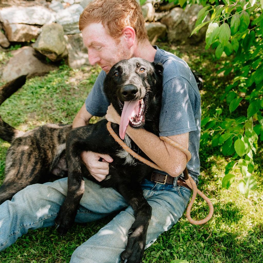 Preston, ADOPTABLE, Young Male Dutch Shepherd.