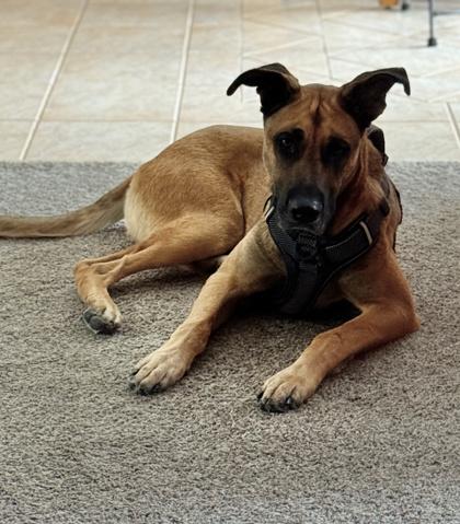 Bear, Adoptable, Adult Male Great Dane & Mixed Breed.