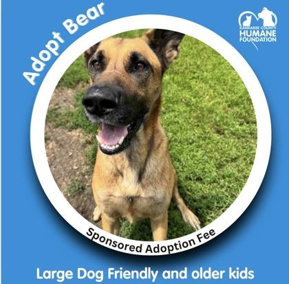 Enlarge Bear, a Adoptable mixed breed in St. Anne, IL image 2/3