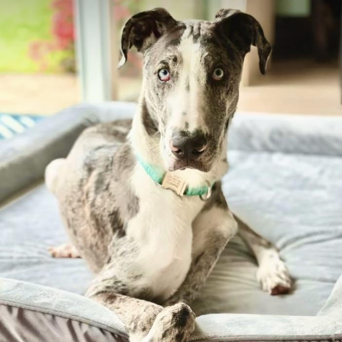 Heather, Young Female Great Dane