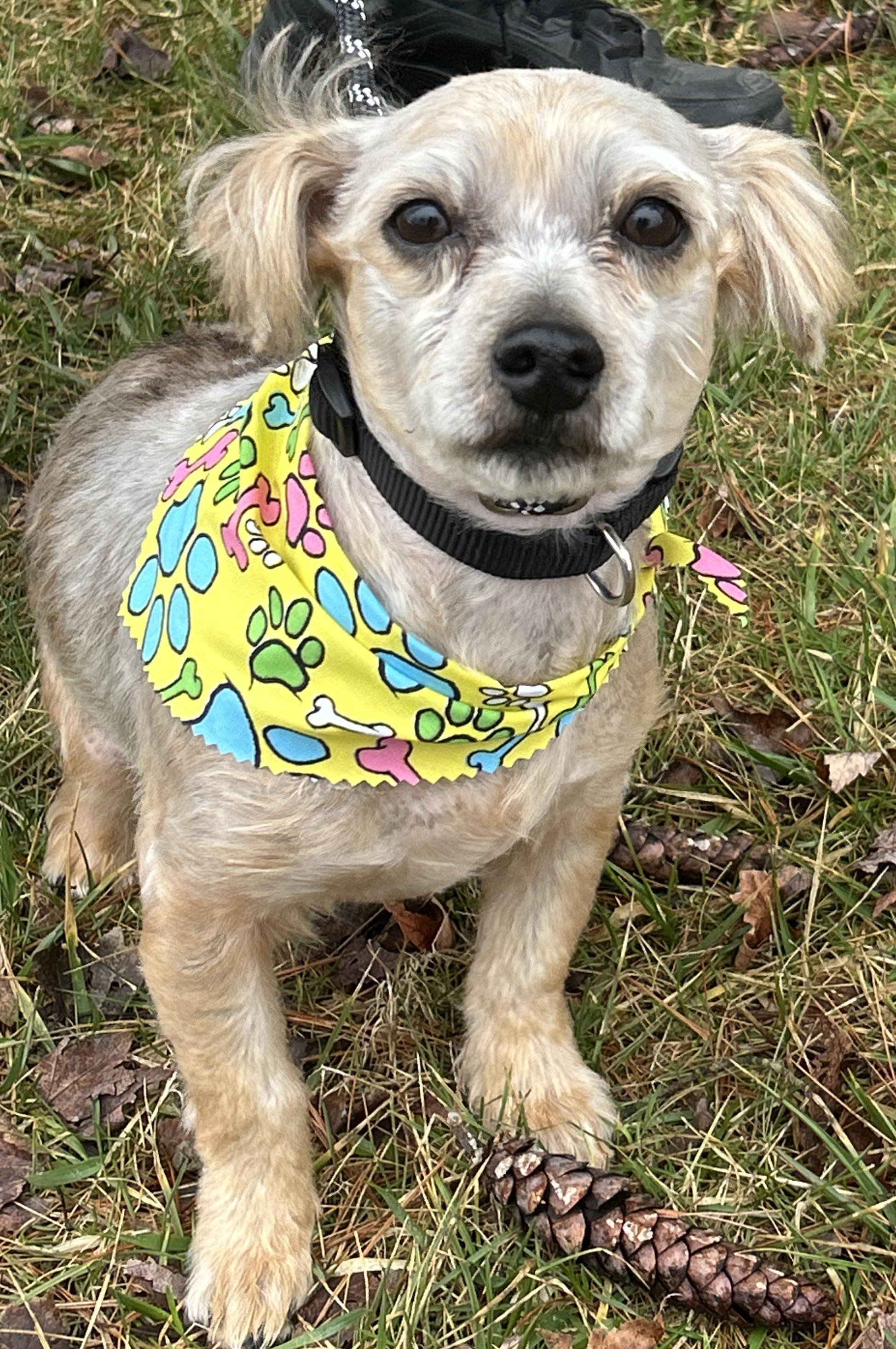 Enlarge Brody , a ADOPTABLE mixed breed in Pottsville, PA image 2/3