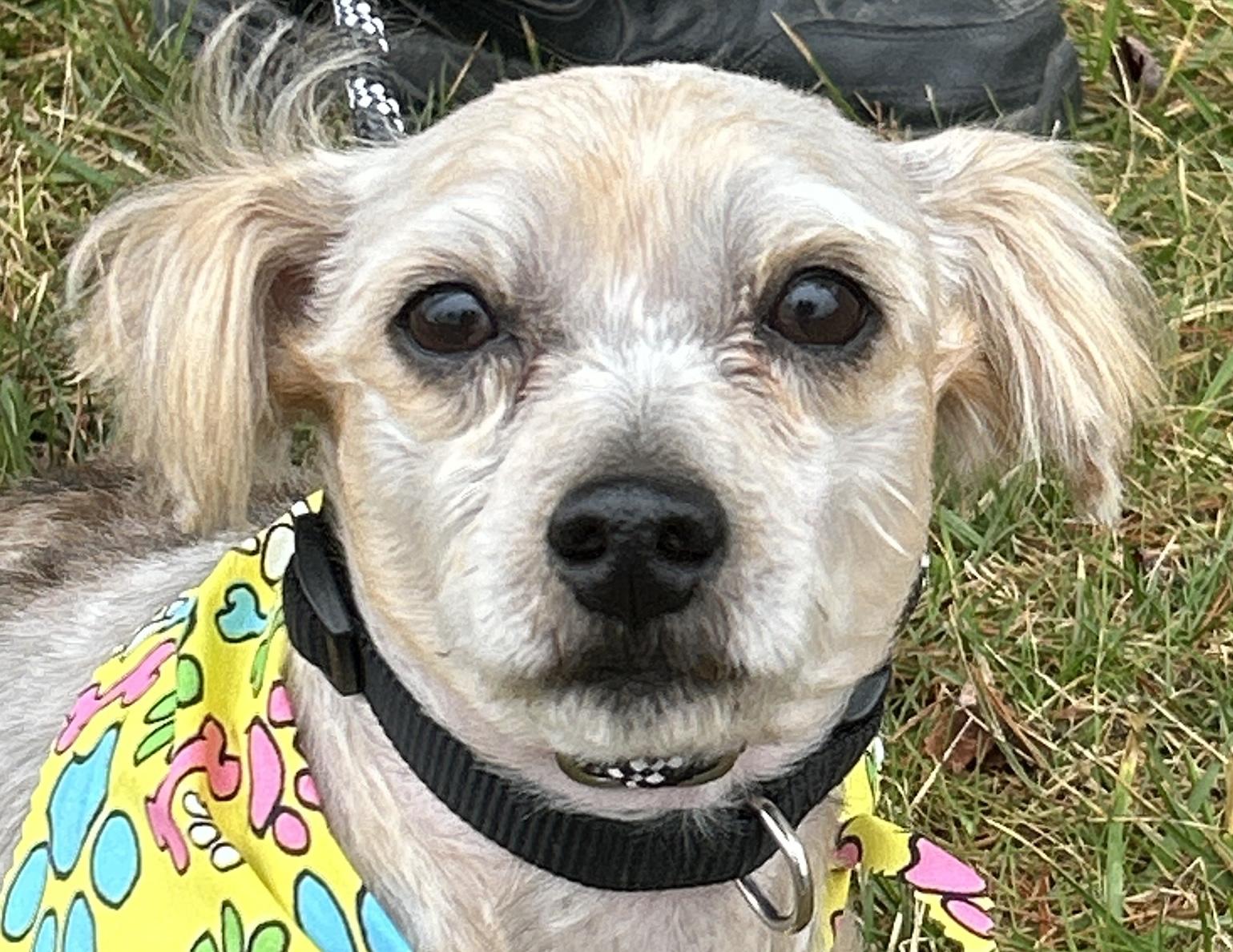 Brody , ADOPTABLE, Adult Male Yorkie Poo.