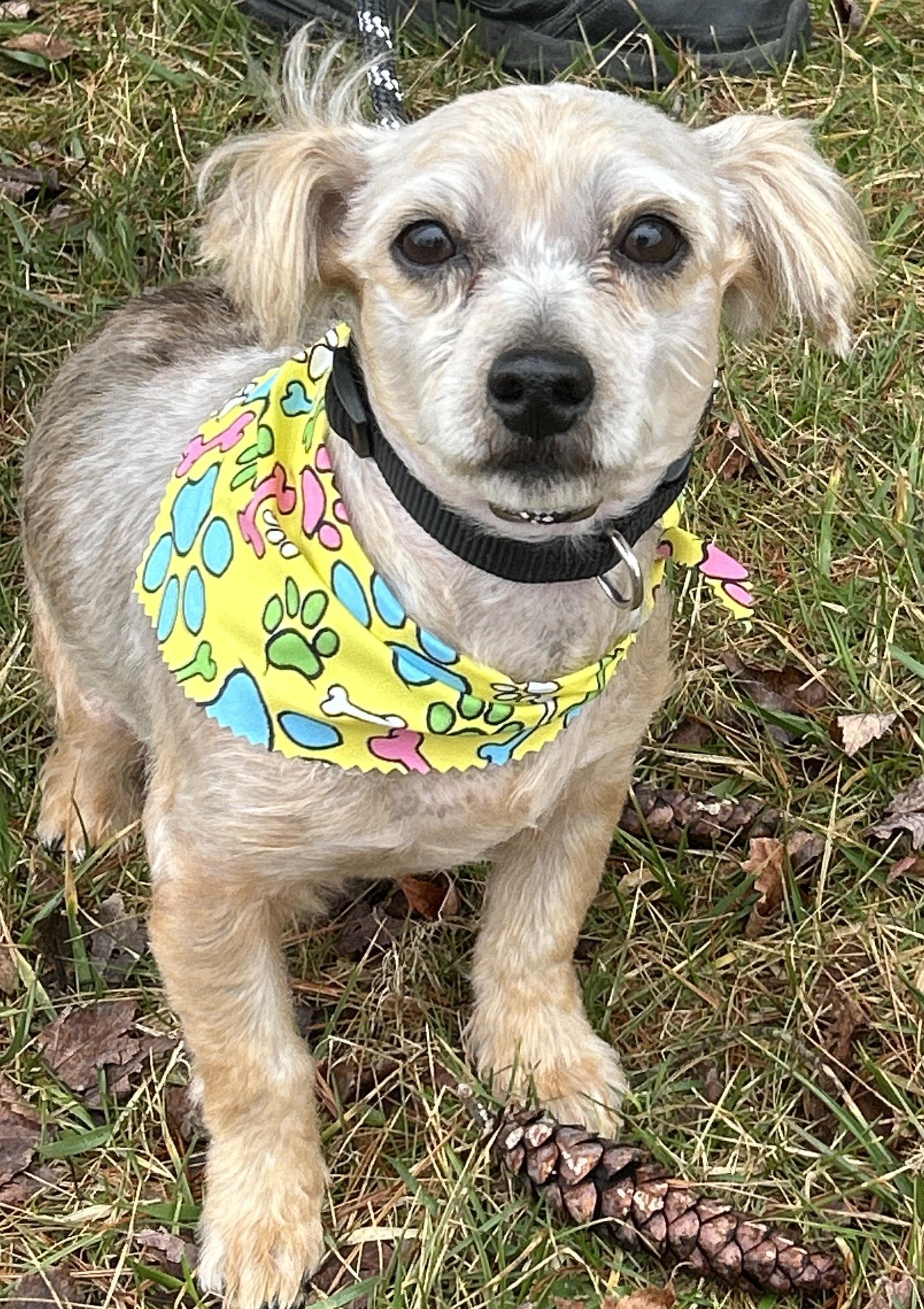 Enlarge Brody , a ADOPTABLE mixed breed in Pottsville, PA image 3/3
