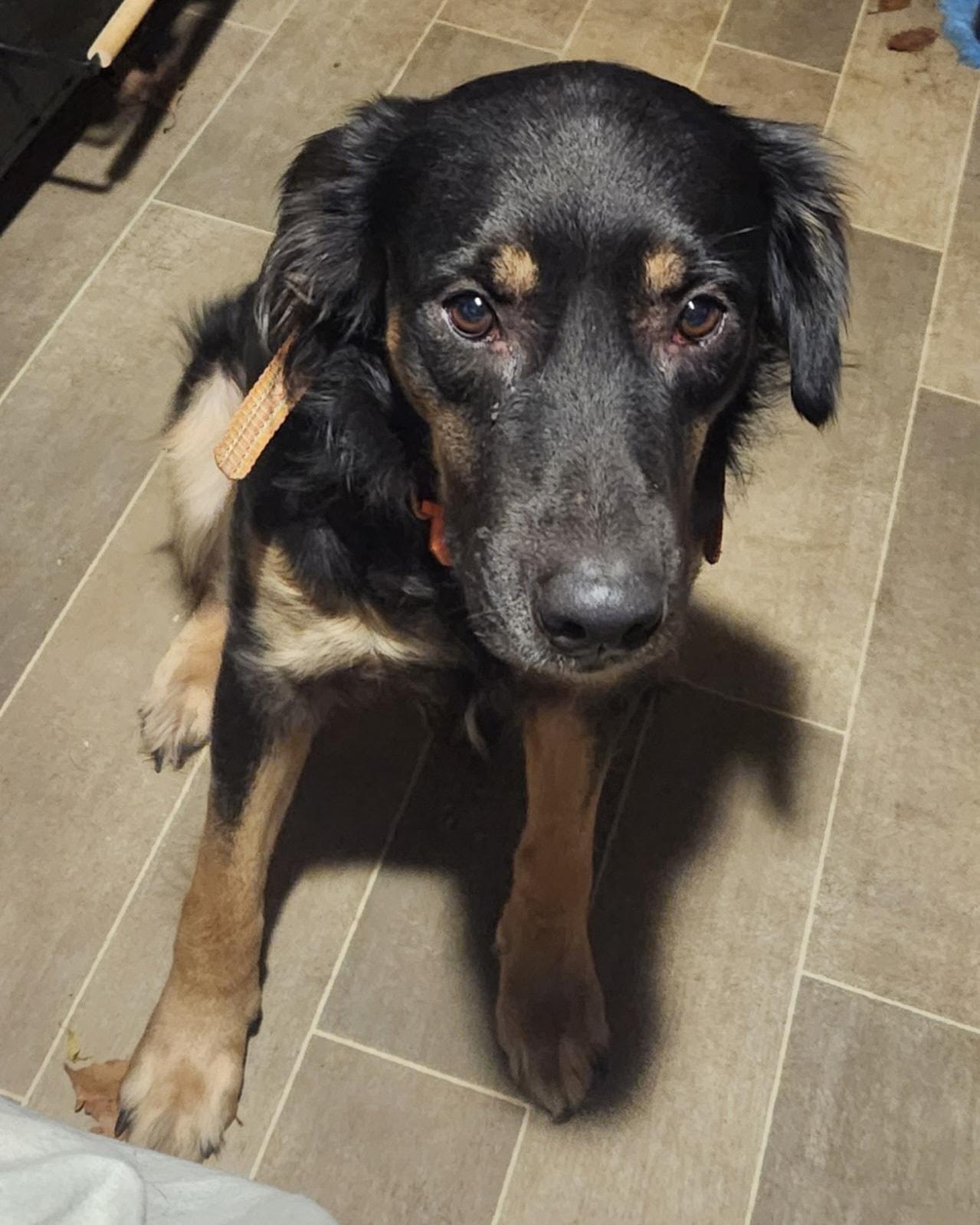 Philip, Adoptable, Young Male Mixed Breed.