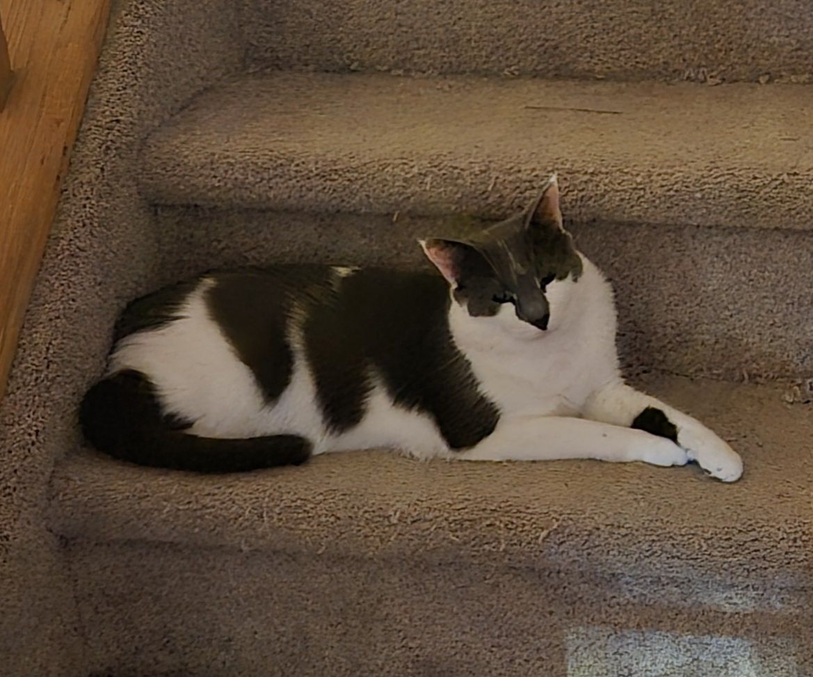 Flynn, a Adoptable Domestic Short Hair in Long Valley, NJ image 2/3