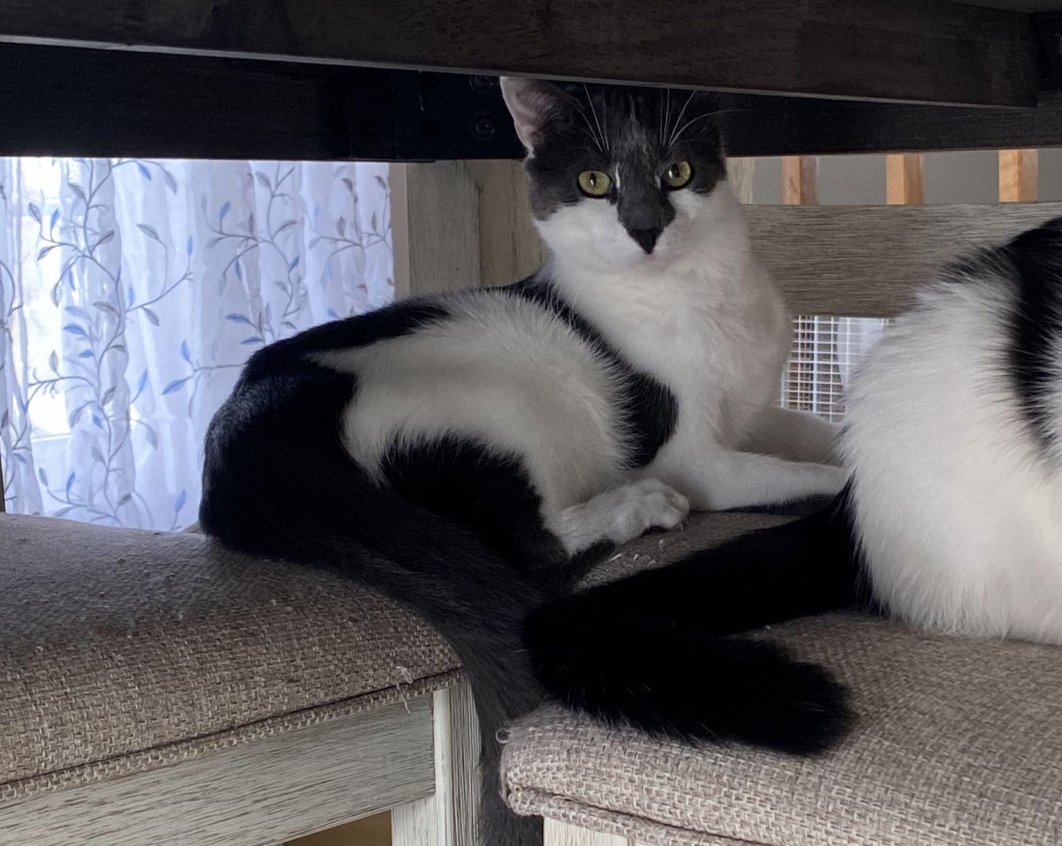 Flynn, a Adoptable Domestic Short Hair in Long Valley, NJ image 3/3