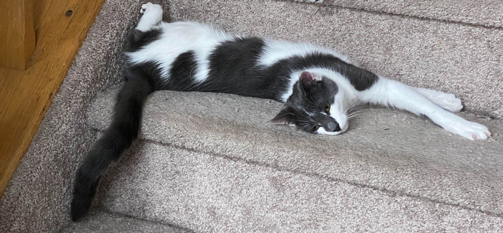 Flynn, a Adoptable Domestic Short Hair in Long Valley, NJ image 1/3