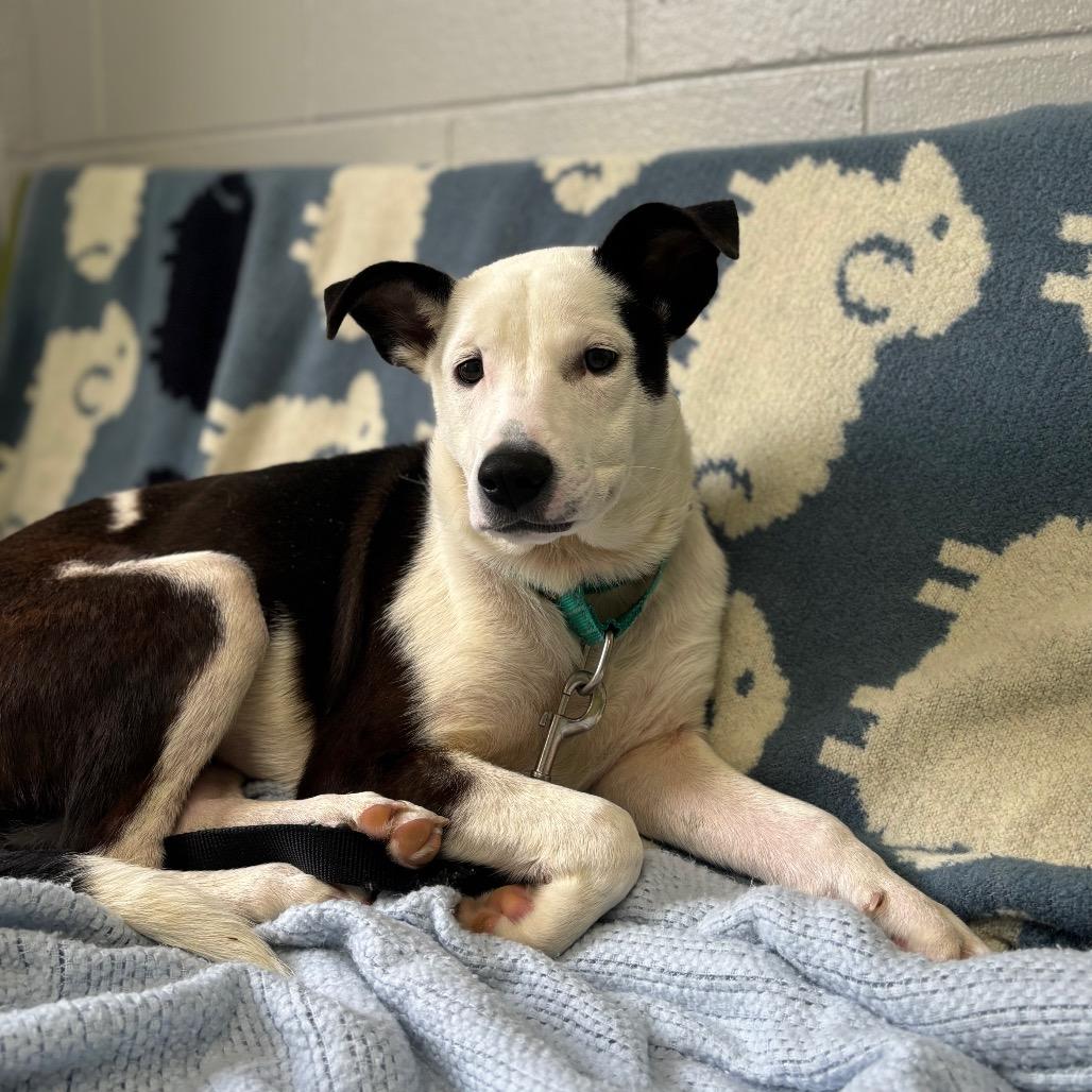 Enlarge Iggy, a Adoptable mixed breed in Brookfield, WI image 1/6