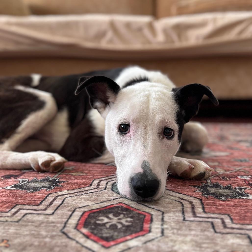 Enlarge Iggy, a Adoptable mixed breed in Brookfield, WI image 2/6
