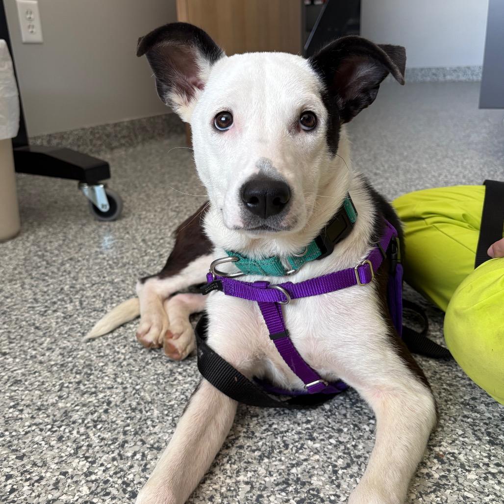 Enlarge Iggy, a Adoptable mixed breed in Brookfield, WI image 3/6