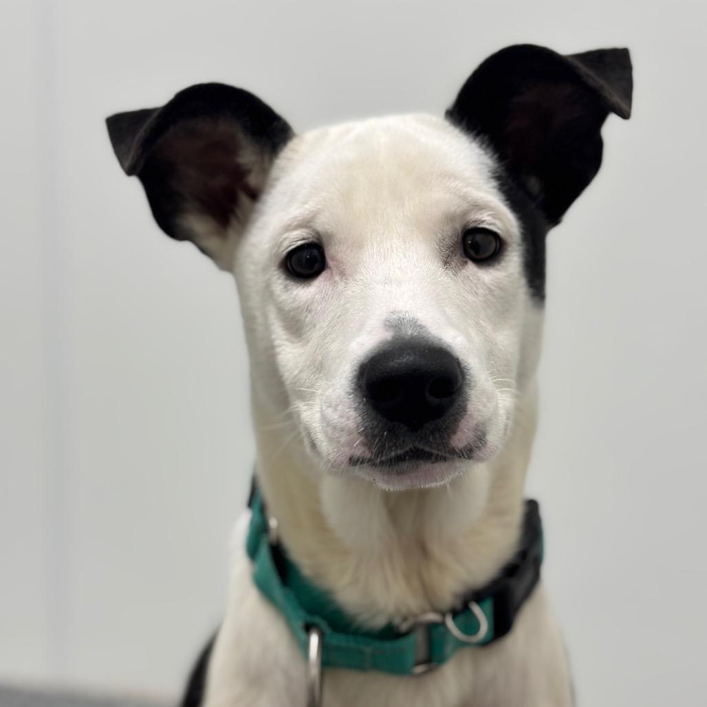 Enlarge Iggy, a Adoptable mixed breed in Brookfield, WI image 4/6