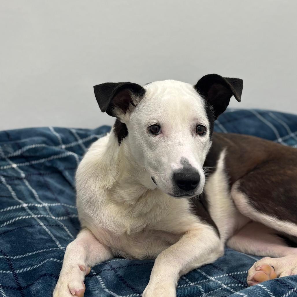 Enlarge Iggy, a Adoptable mixed breed in Brookfield, WI image 5/6