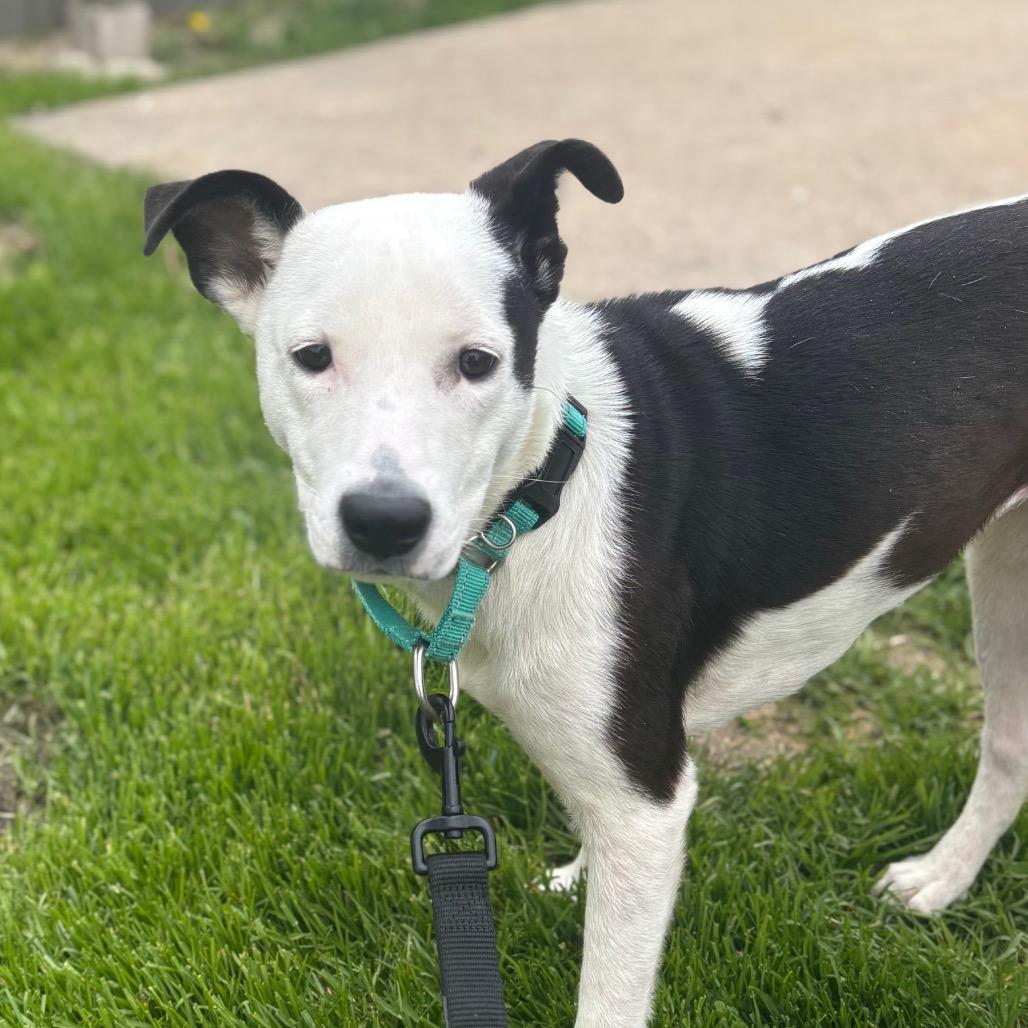 Enlarge Iggy, a Adoptable mixed breed in Brookfield, WI image 6/6