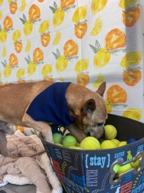 Enlarge Scotty, a Adoptable mixed breed in Lafayette, LA image 2/2
