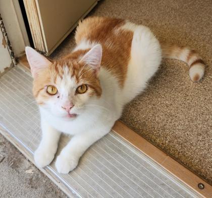 Peachy, ADOPTABLE, Adult Male Domestic Short Hair & Tabby.