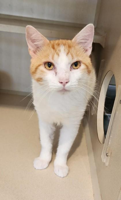 Enlarge Peachy, a ADOPTABLE mixed breed in Fairfield, IA image 2/2