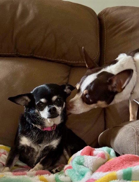 Crystal, Adoptable, Adult Female Chihuahua.