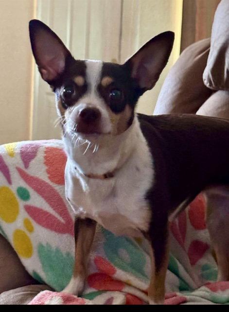 Enlarge Crystal, a Adoptable Chihuahua in Glendale, AZ image 3/3