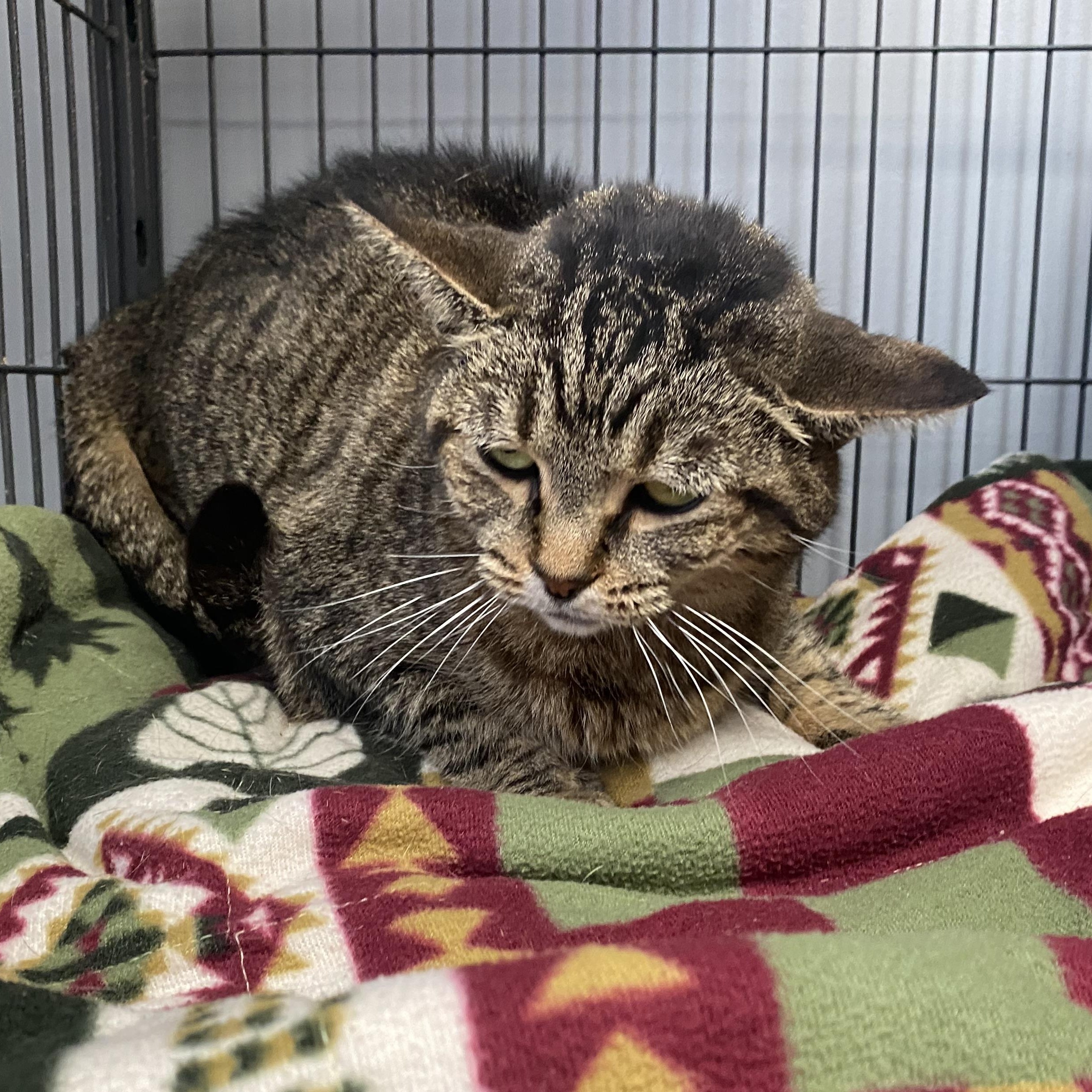 Enlarge Sissy, a Adoptable Domestic Short Hair in Columbus, OH image 5/6