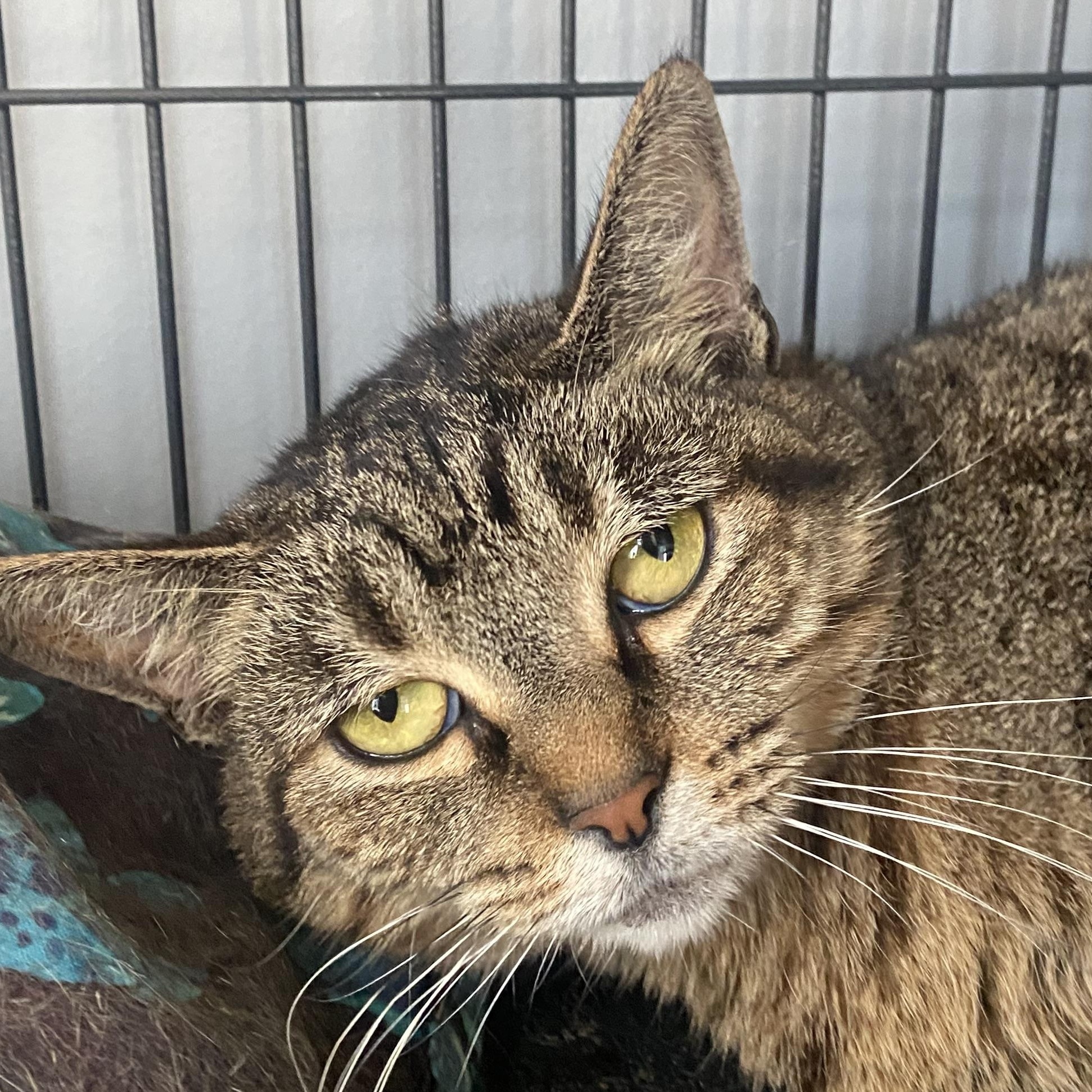 Enlarge Sissy, a Adoptable Domestic Short Hair in Columbus, OH image 2/6