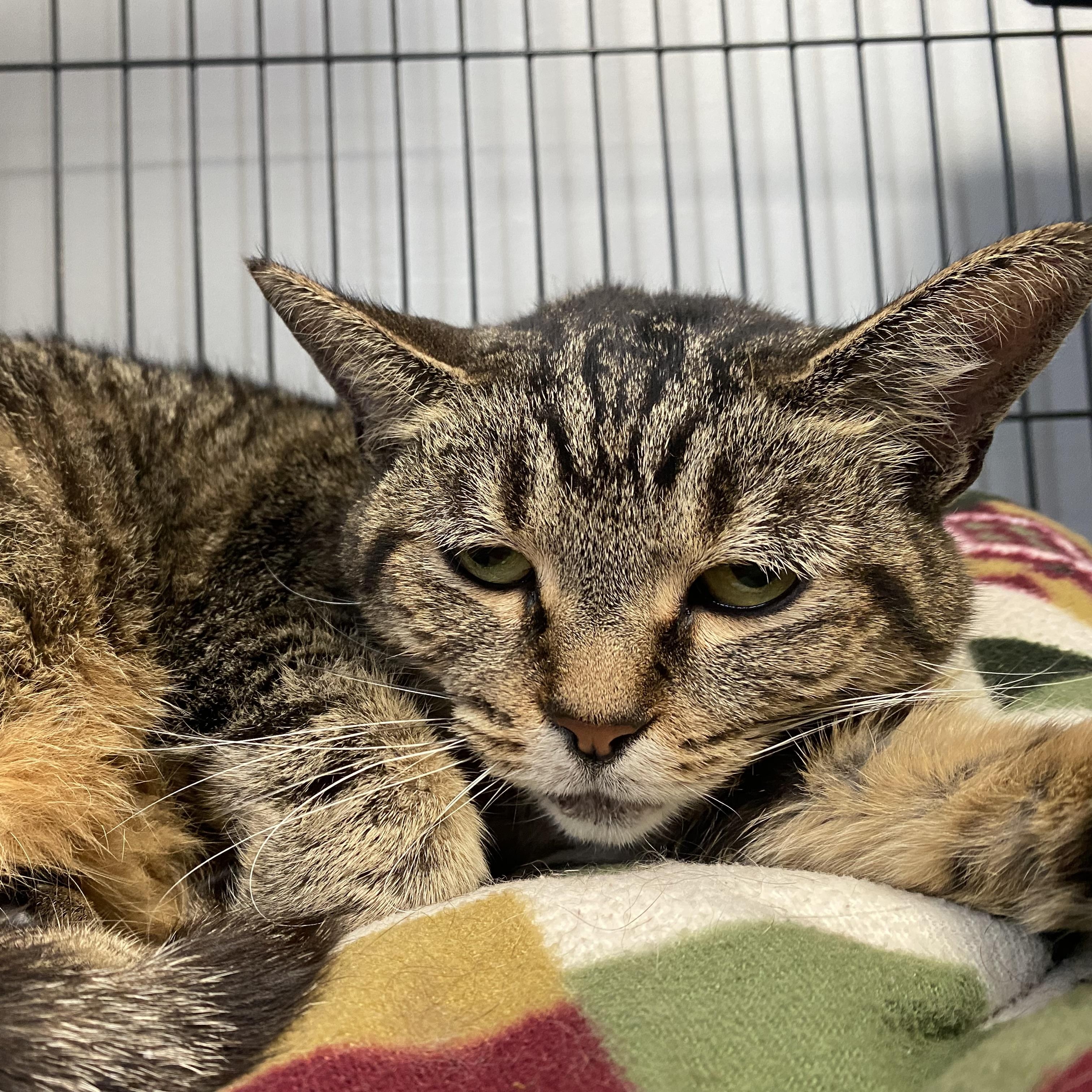 Enlarge Sissy, a Adoptable Domestic Short Hair in Columbus, OH image 3/6