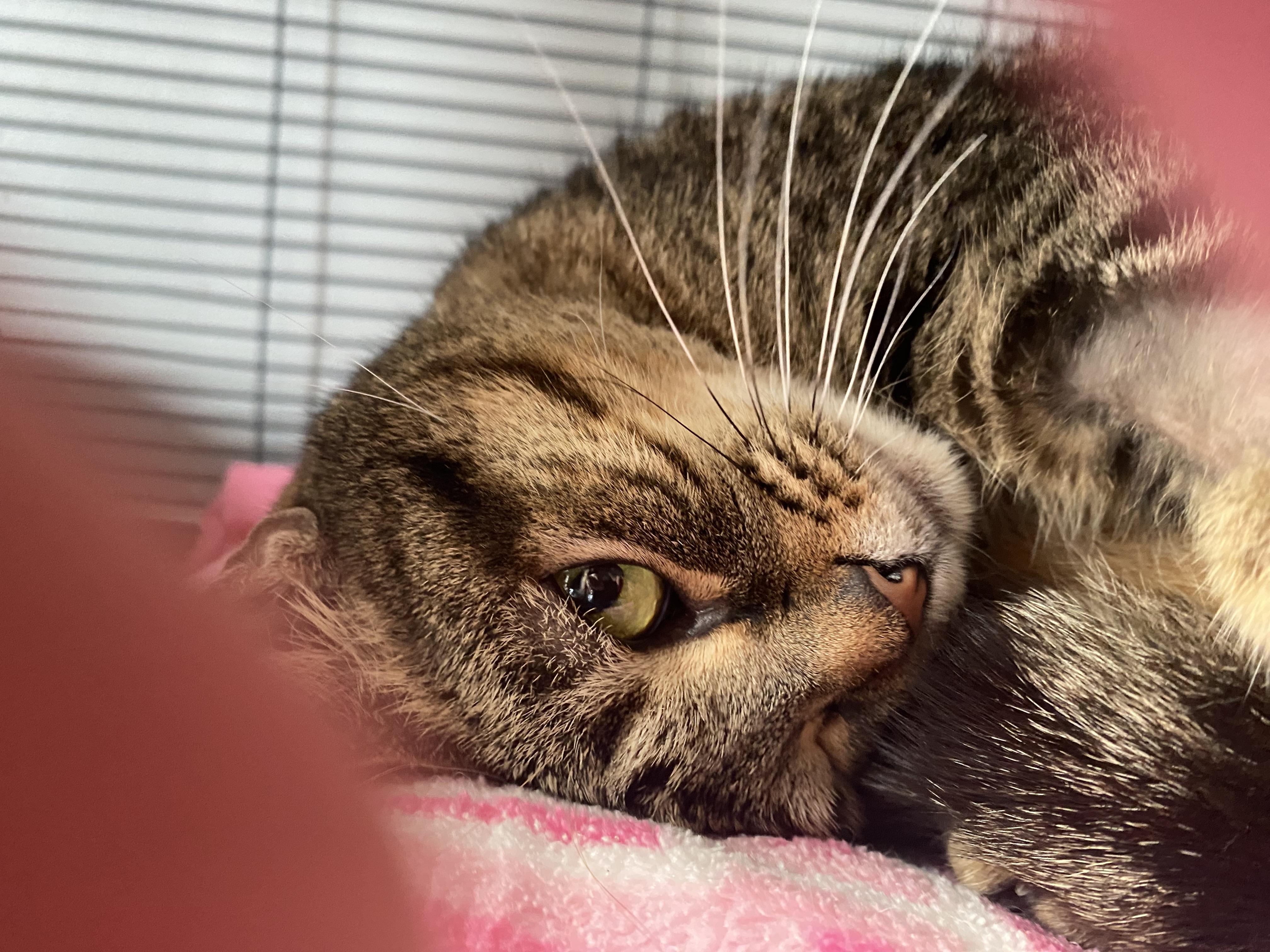 Enlarge Sissy, a Adoptable Domestic Short Hair in Columbus, OH image 6/6