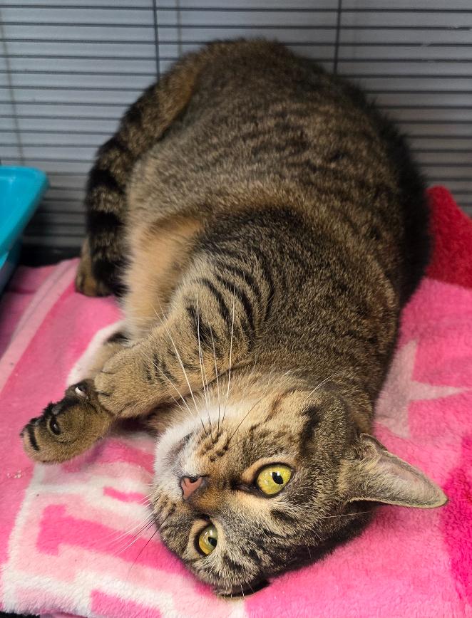 Sissy, Adoptable, Adult Female Domestic Short Hair.