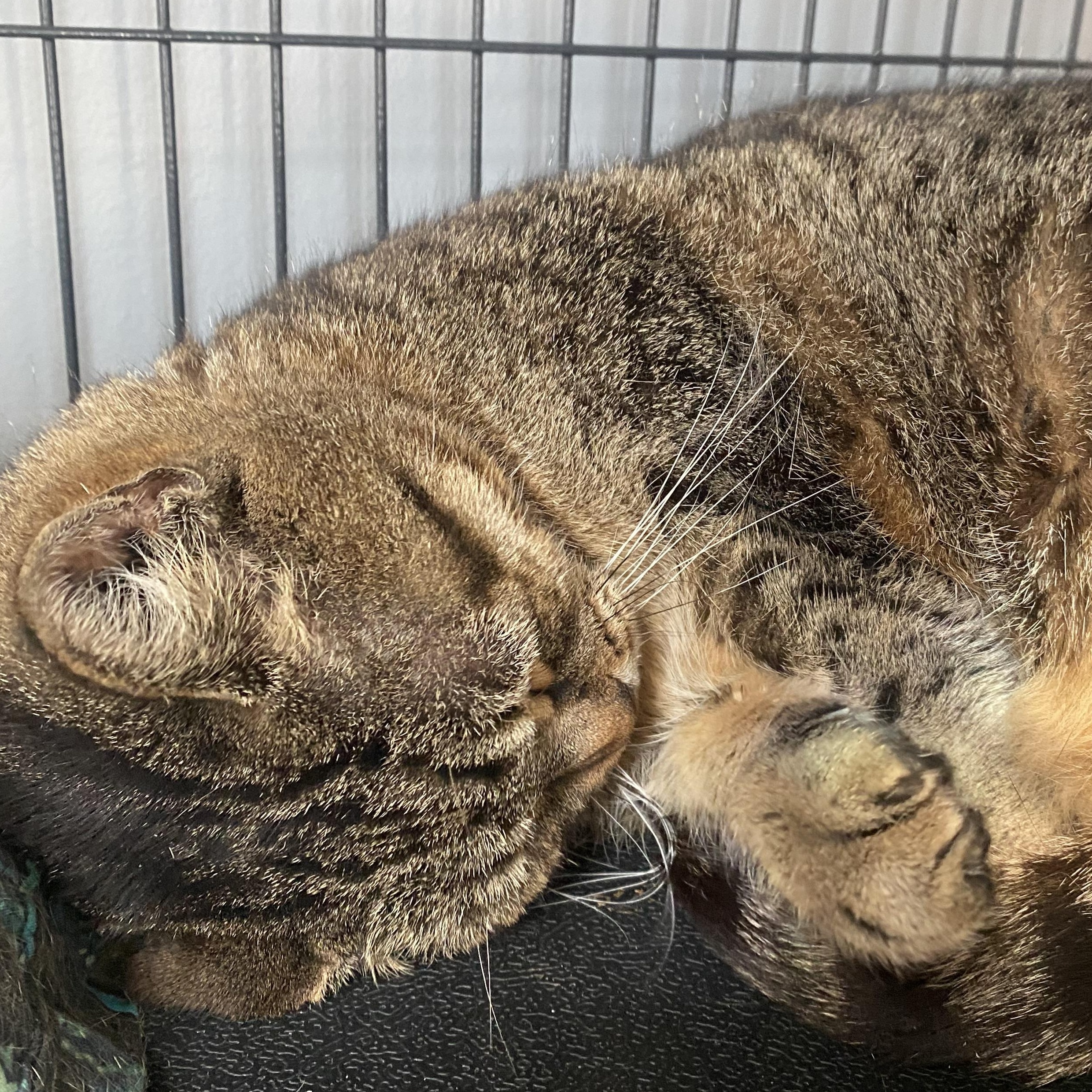 Enlarge Sissy, a Adoptable Domestic Short Hair in Columbus, OH image 4/6