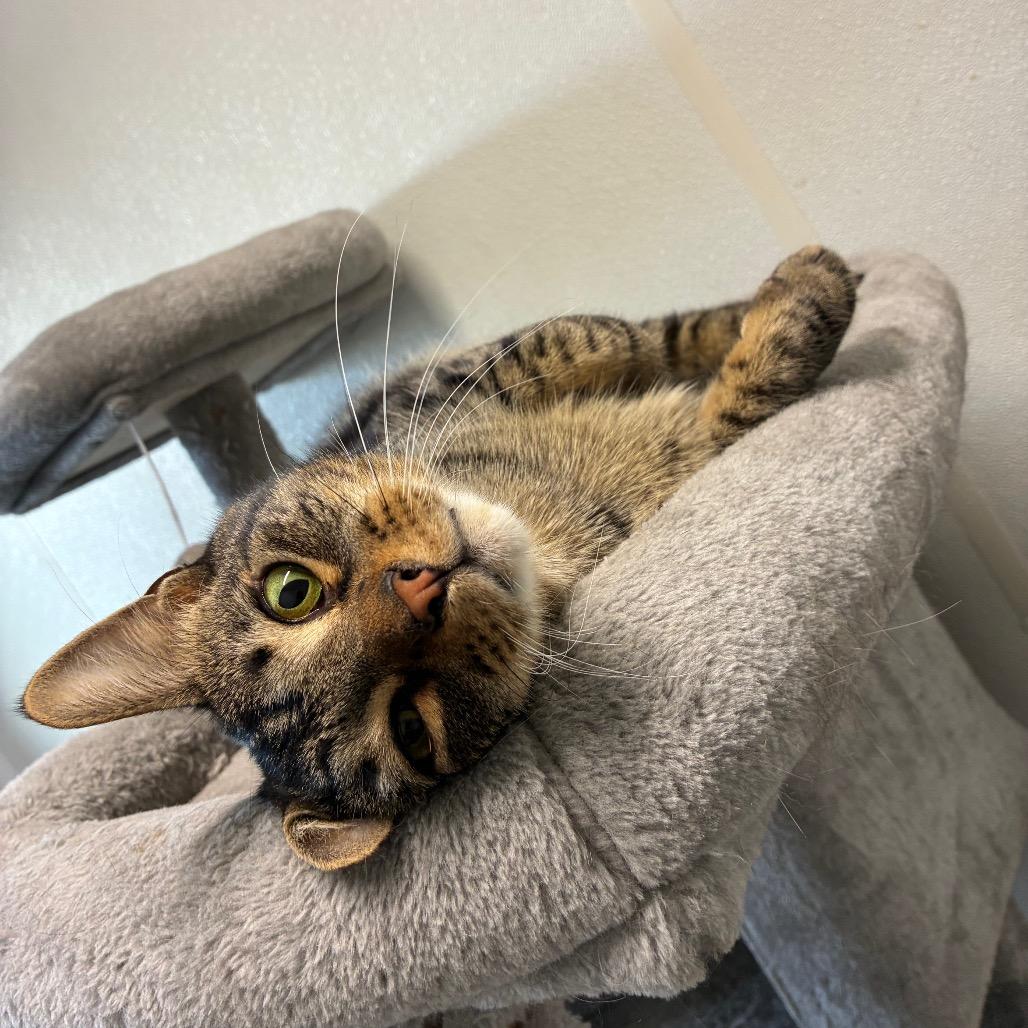 Johnny, a Adoptable Domestic Short Hair in Rock Falls, IL image 1/4