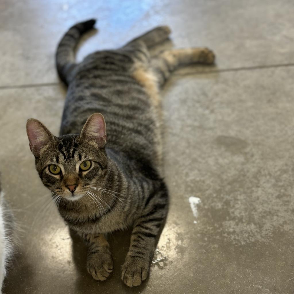 Johnny, a Adoptable Domestic Short Hair in Rock Falls, IL image 2/4