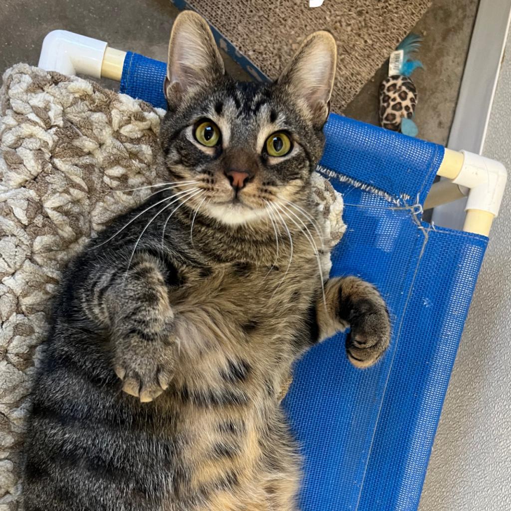 Johnny, a Adoptable Domestic Short Hair in Rock Falls, IL image 3/4