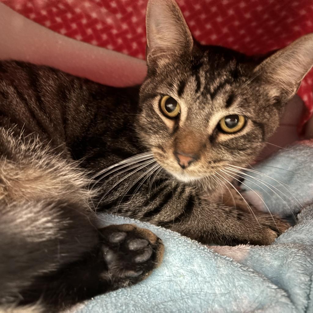 Johnny, a Adoptable Domestic Short Hair in Rock Falls, IL image 4/4