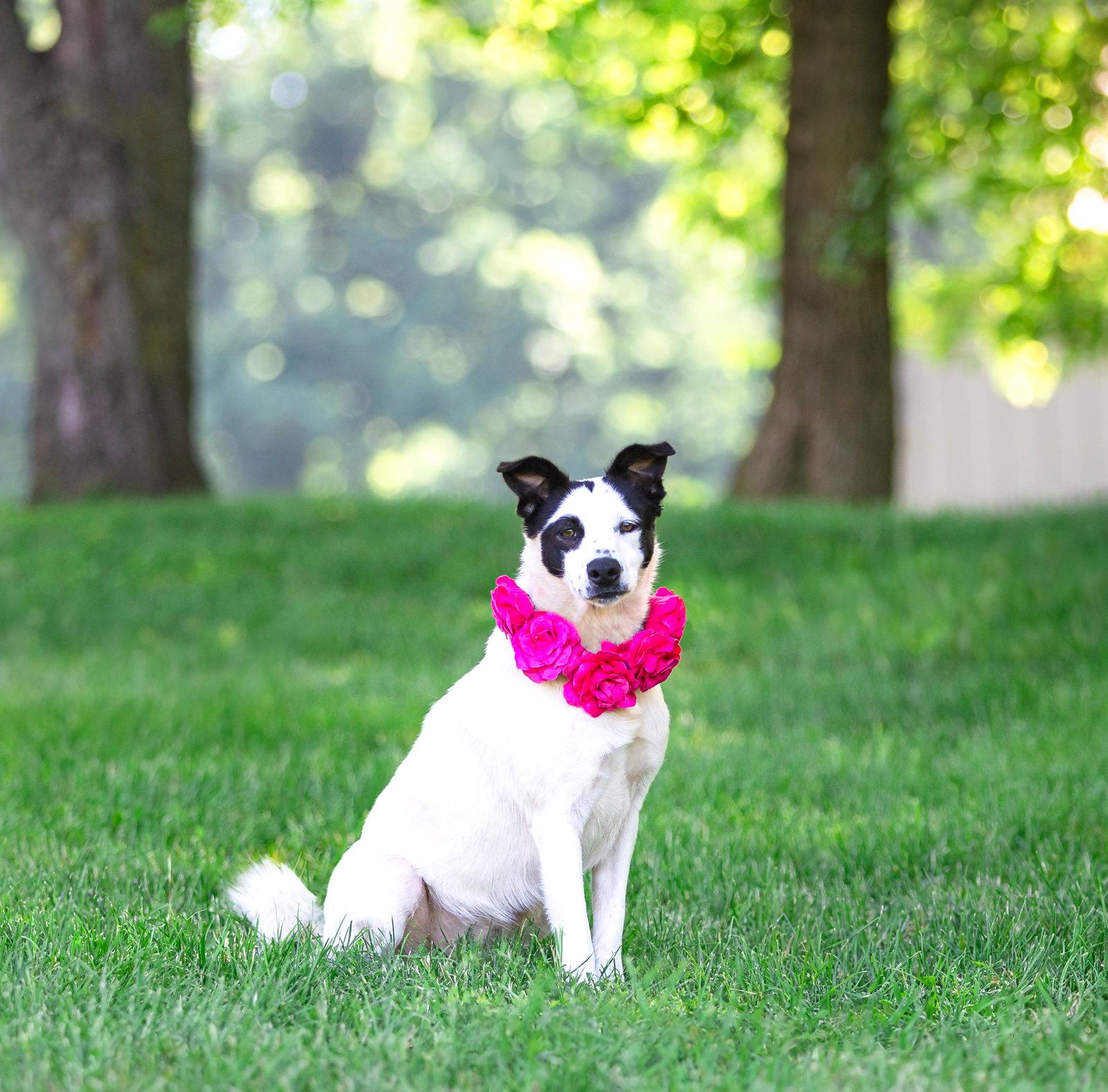 Dottie, Adoptable, Young Female Terrier.