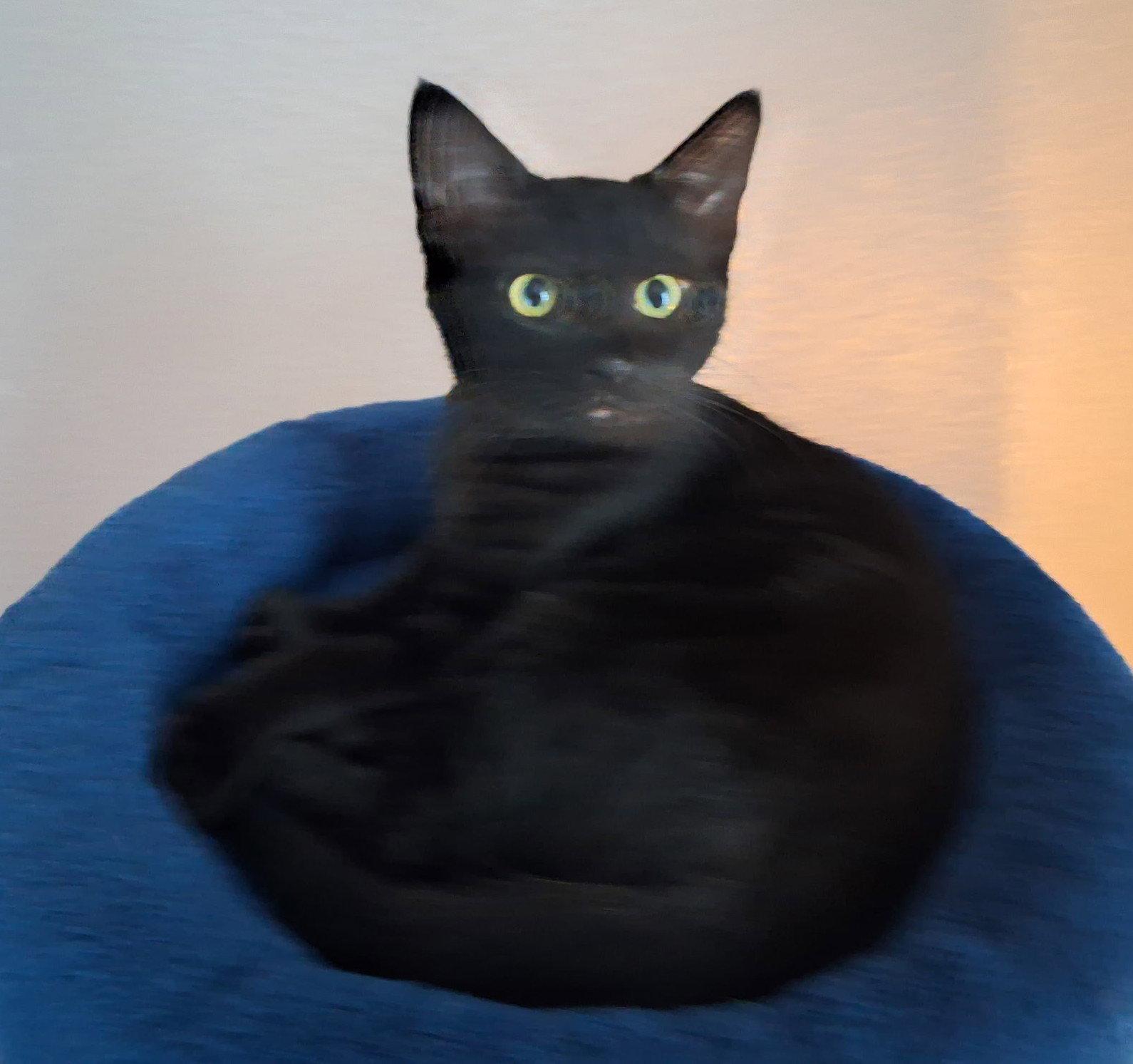 Debbie, Adoptable, Young Female Domestic Short Hair.