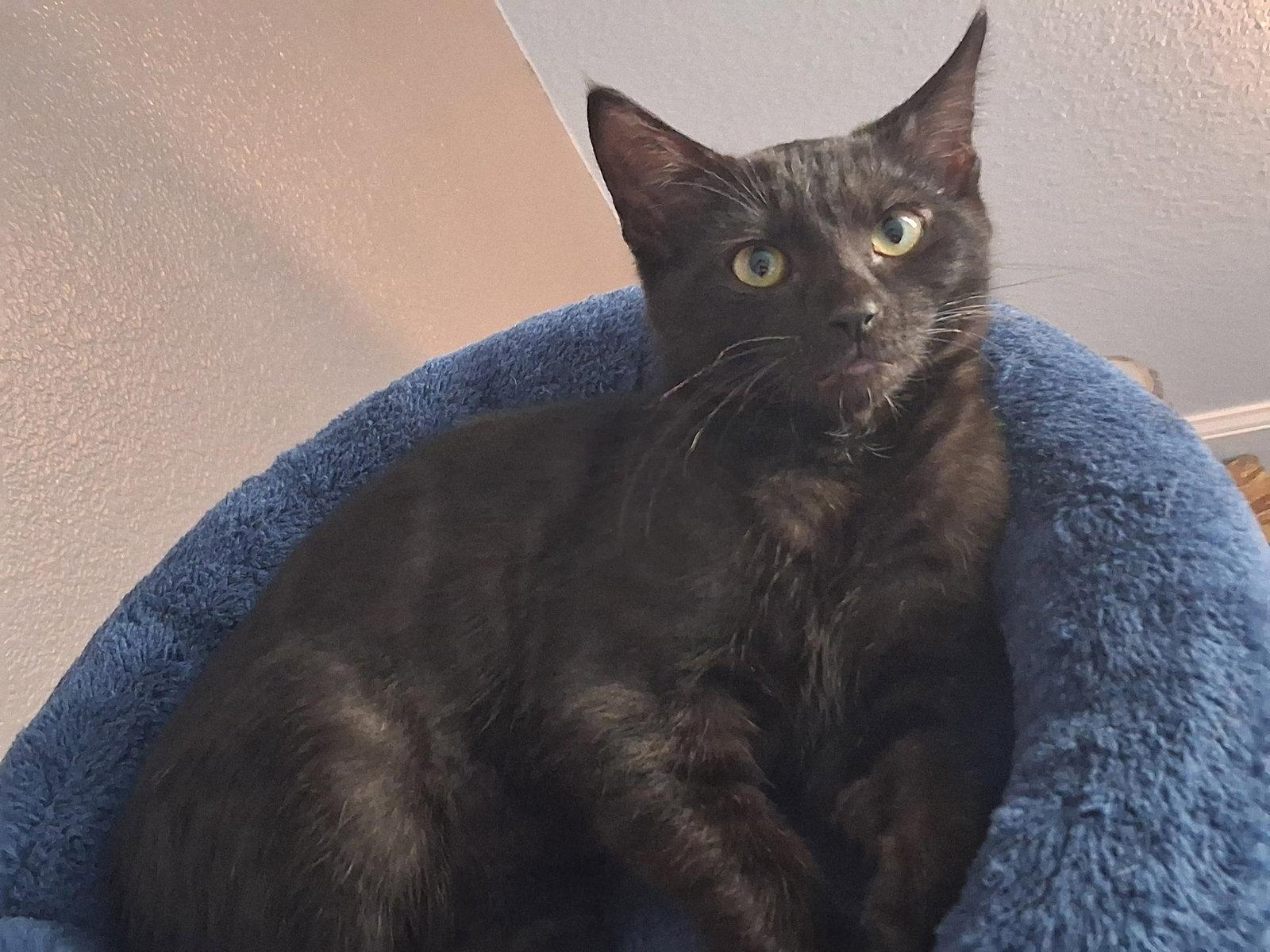 Enlarge Debbie, a Adoptable Domestic Short Hair in Crossville, TN image 2/3