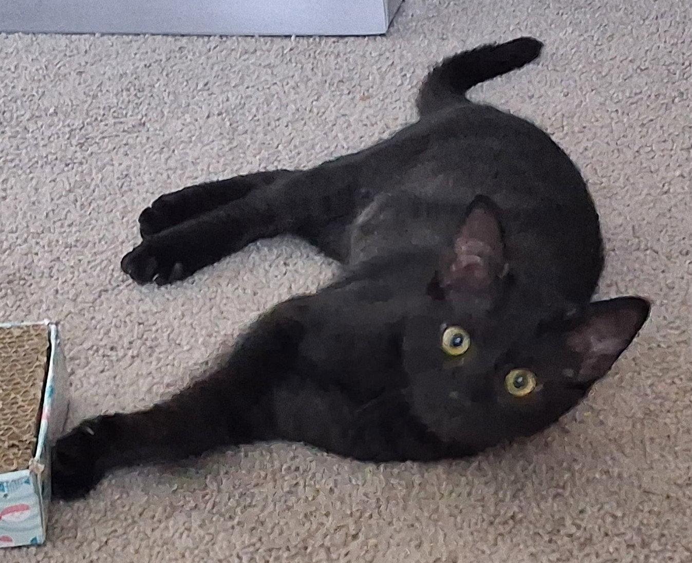 Enlarge Debbie, a Adoptable Domestic Short Hair in Crossville, TN image 3/3