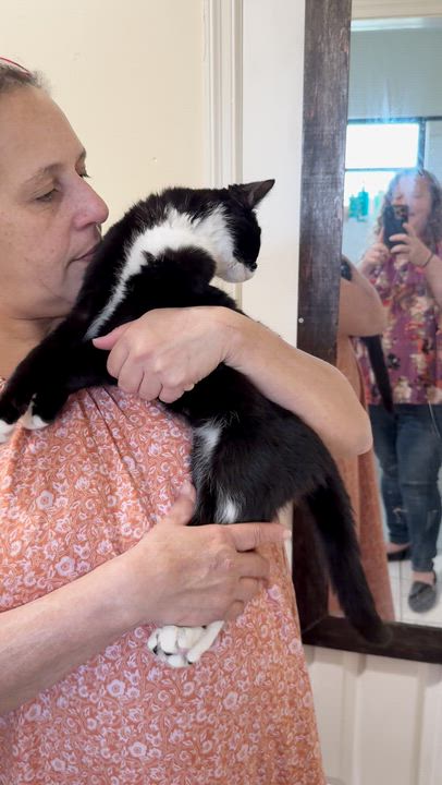 Enlarge Aries, an adopted Tuxedo in Hopkinton, MA video 2/2