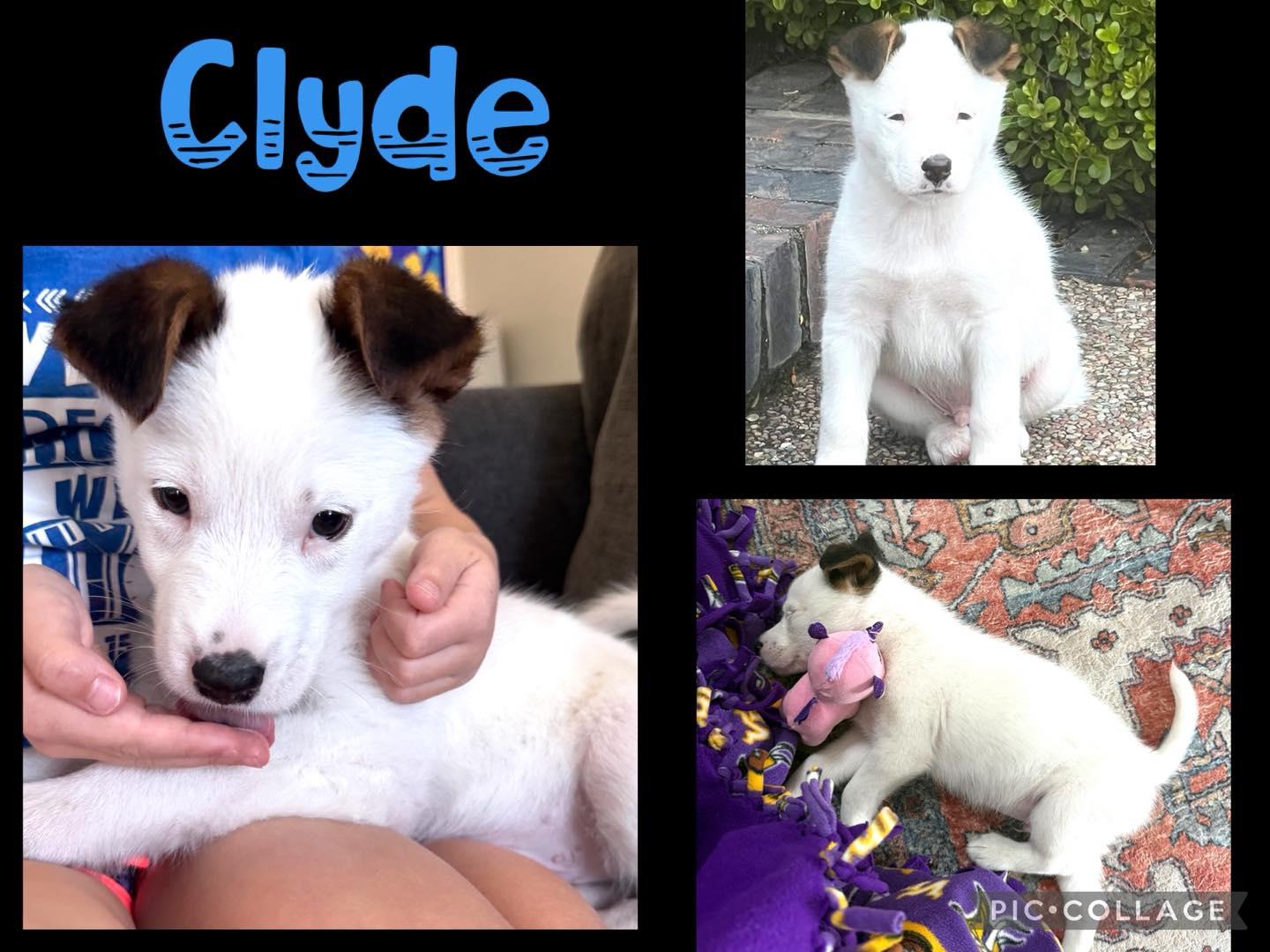 Enlarge Clyde, a ADOPTABLE mixed breed in Orangevale, CA image 1/1