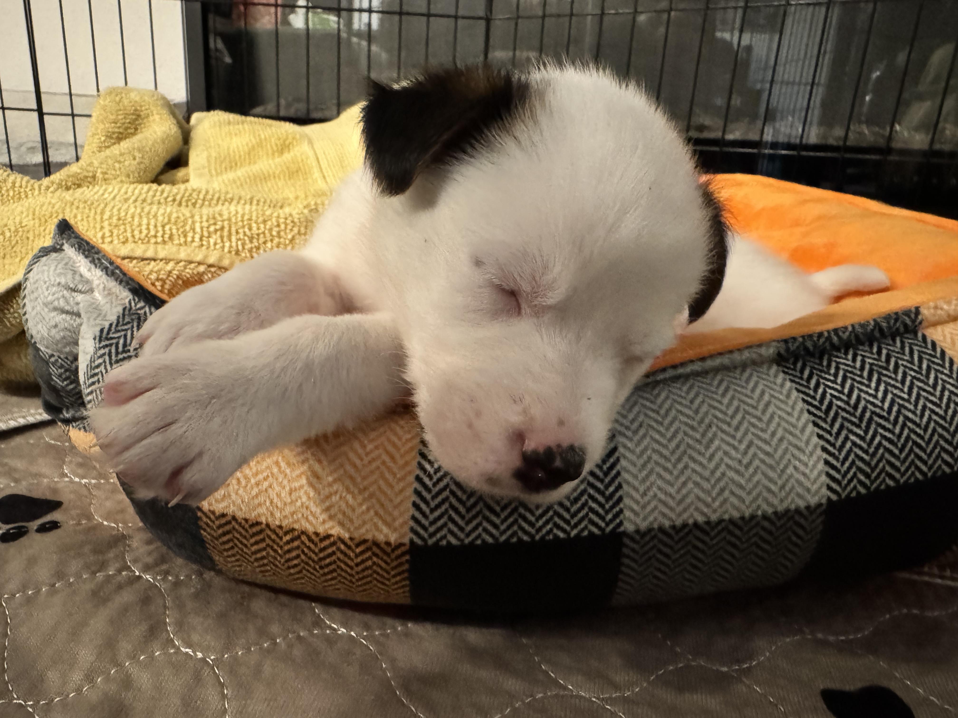 Enlarge Clyde, an adopted mixed breed in Orangevale, CA image 3/3