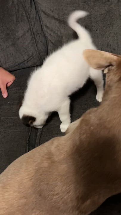 Enlarge Clyde, an adopted mixed breed in Orangevale, CA video 2/3