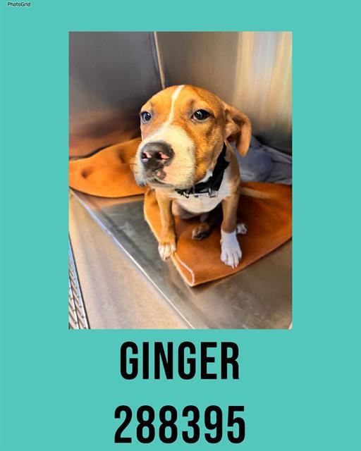 GINGER, Adoptable, Puppy Male Mixed Breed.