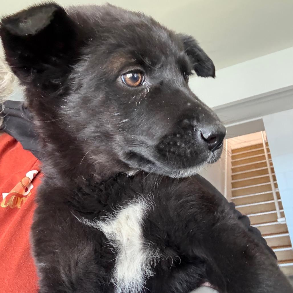 Enlarge Echo, a ADOPTABLE Husky in Crookston, MN image 1/4