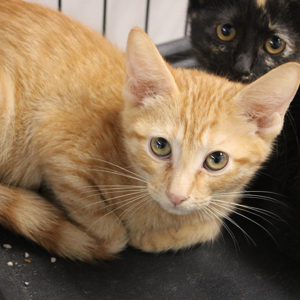 Littlefoot, Adoptable, Kitten Male Domestic Short Hair.