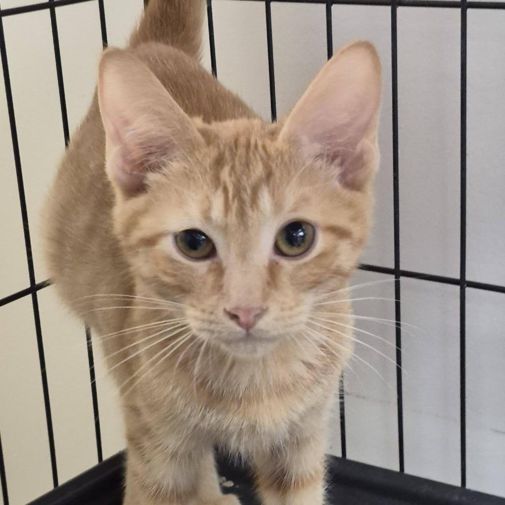 Enlarge Littlefoot, a Adoptable Domestic Short Hair in Cleveland, MS image 2/2